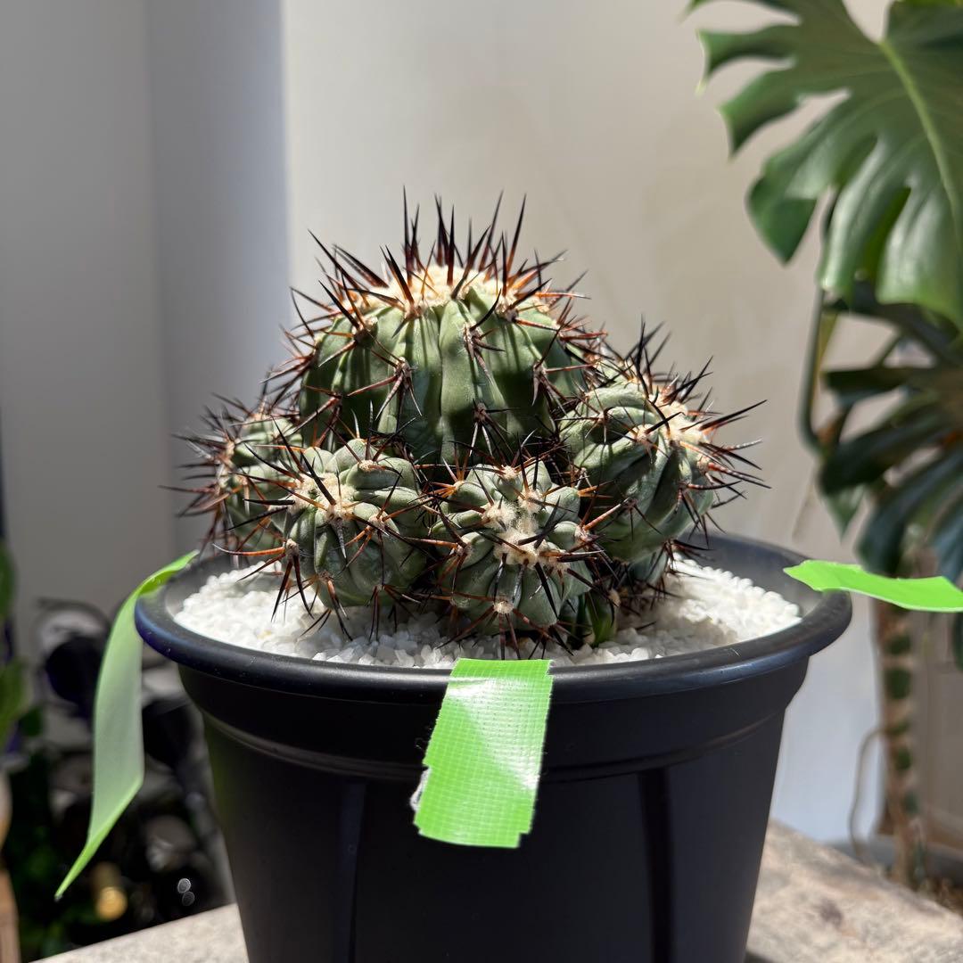 【本日限り値下げ】黒王丸　セット販売(発根済/巨大サイズ)