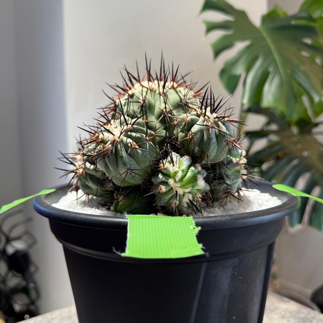 【本日限り値下げ】黒王丸　セット販売(発根済/巨大サイズ)