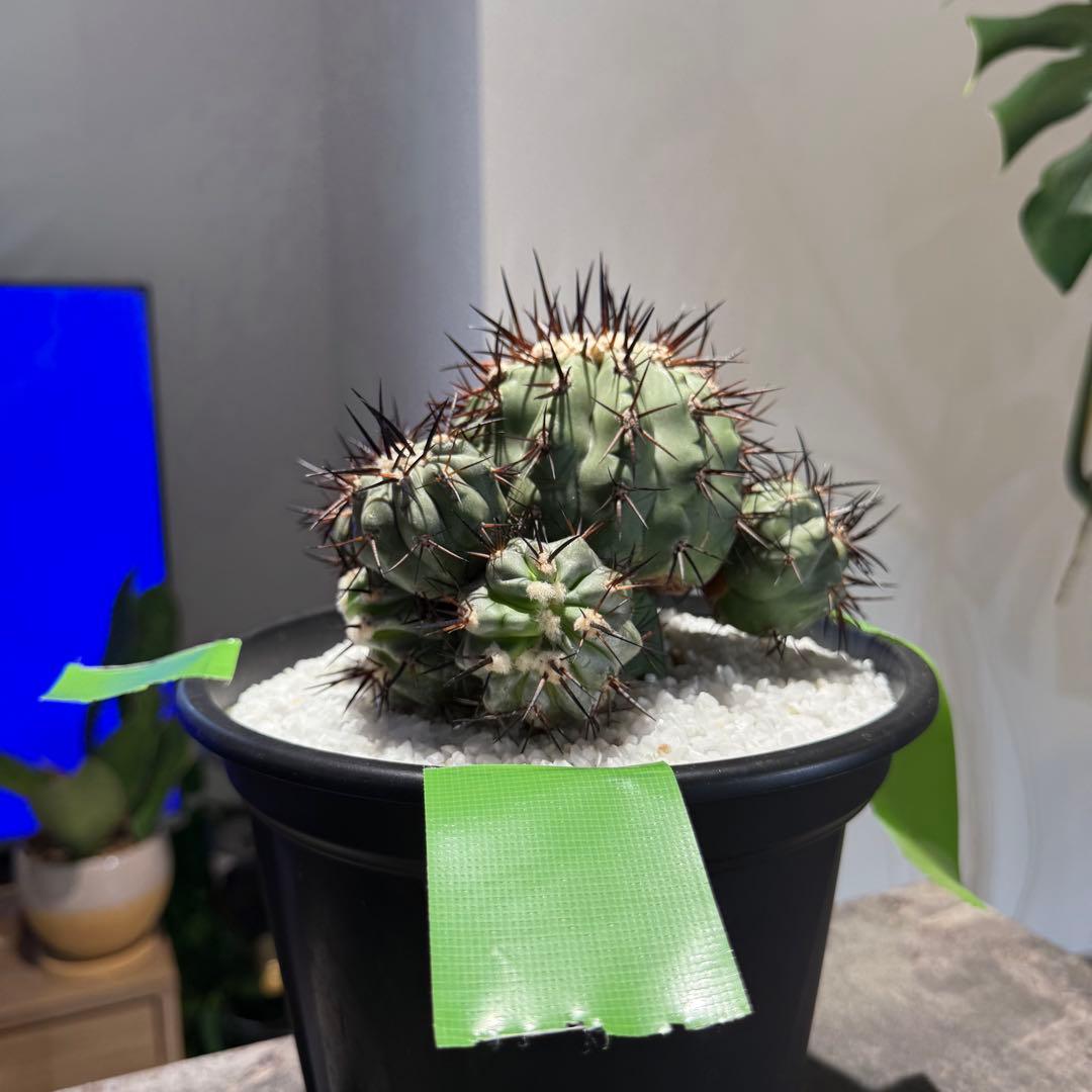 【本日限り値下げ】黒王丸　セット販売(発根済/巨大サイズ)