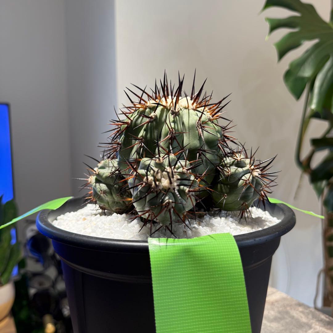 【本日限り値下げ】黒王丸　セット販売(発根済/巨大サイズ)