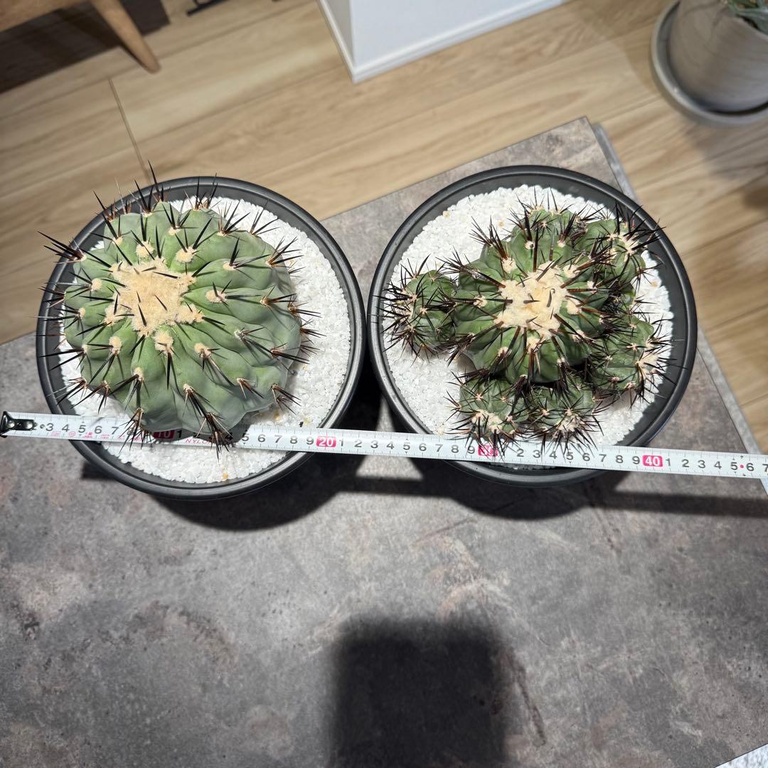 【本日限り値下げ】黒王丸　セット販売(発根済/巨大サイズ)