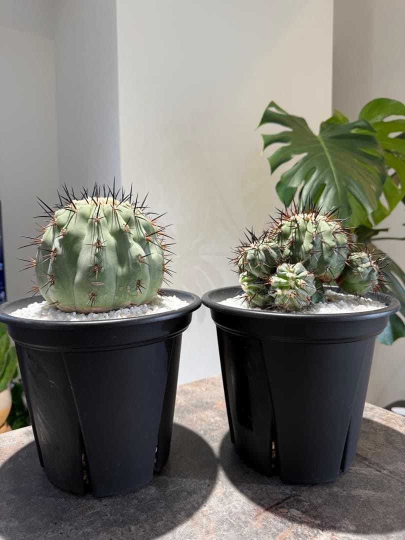 【本日限り値下げ】黒王丸　セット販売(発根済/巨大サイズ)