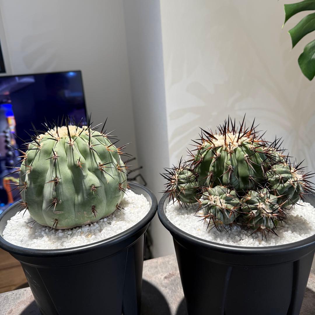 【本日限り値下げ】黒王丸　セット販売(発根済/巨大サイズ)