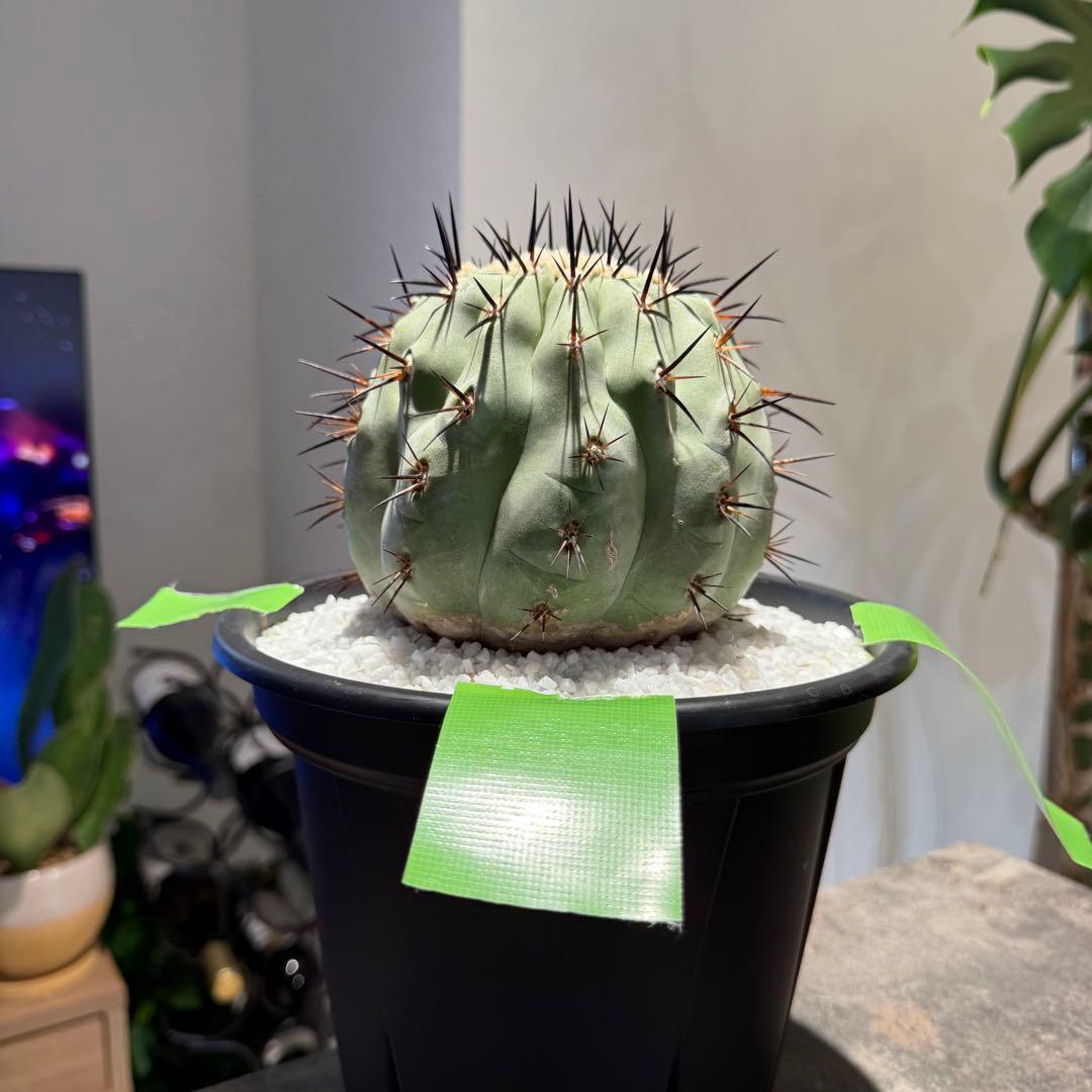 【本日限り値下げ】黒王丸　セット販売(発根済/巨大サイズ)