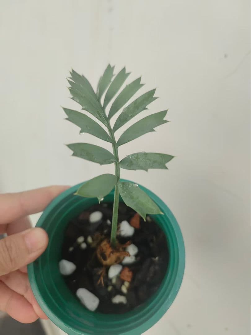 D78新鮮な種 エンセファラルトス・ホリダス 種子2粒