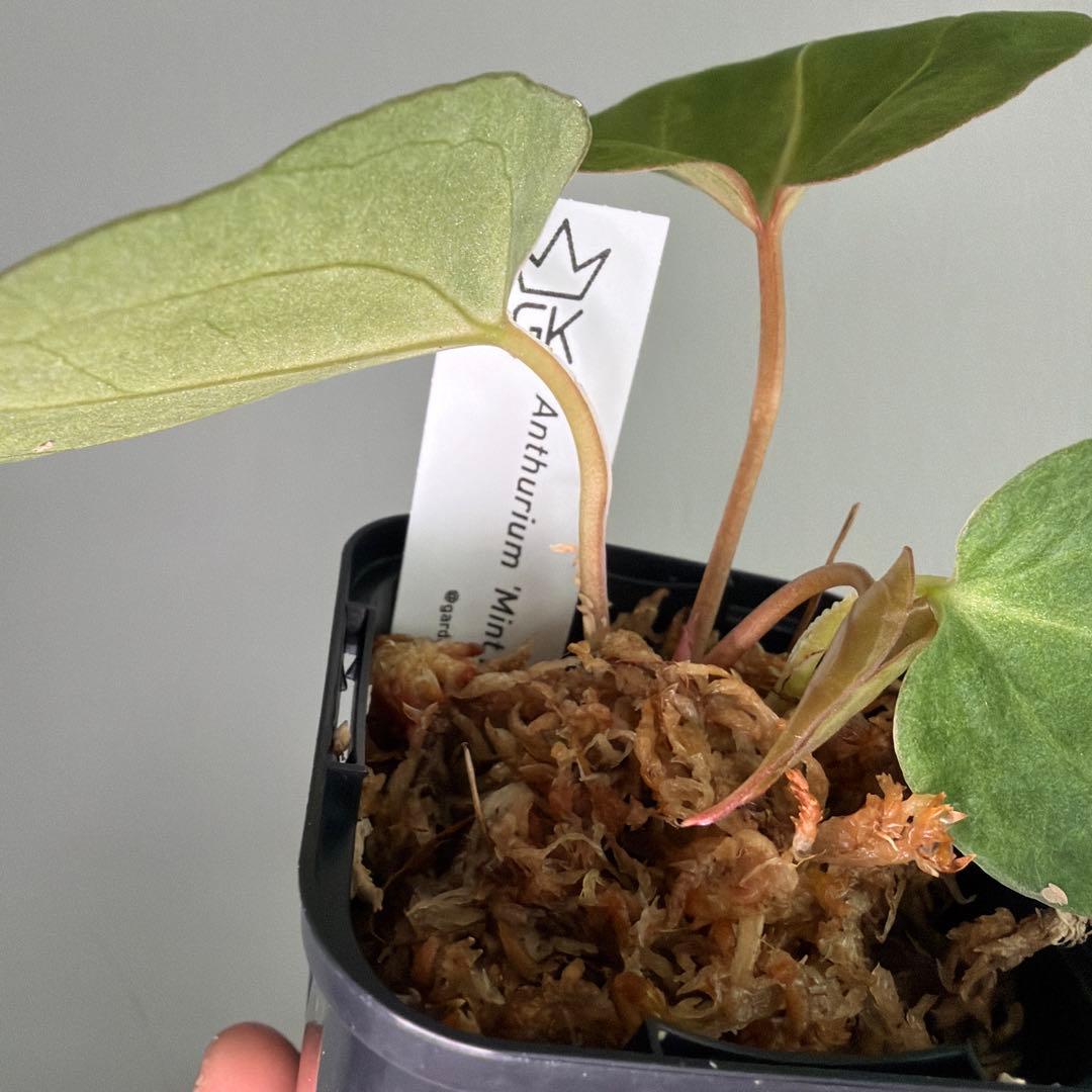 Anthurium 'Mint King' アンスリウムミントキング 4 - メルカリ