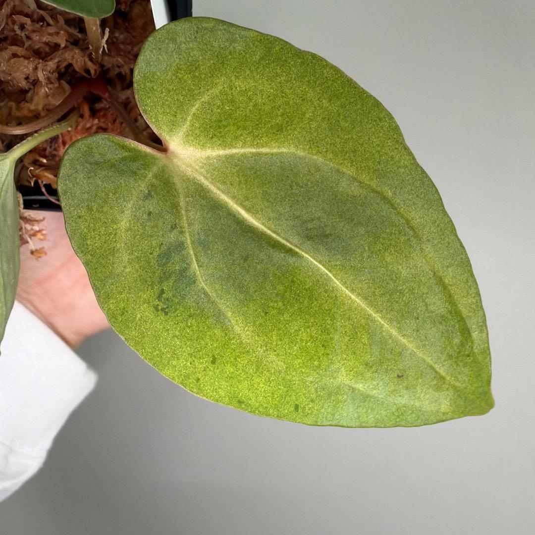 Anthurium 'Mint King' アンスリウムミントキング 4