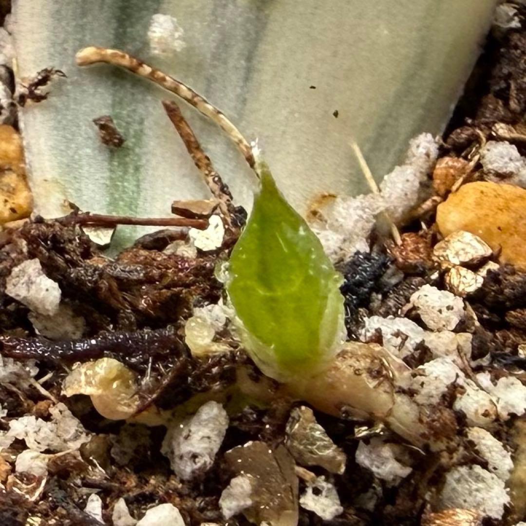 ハオルチア⭐️白蛇伝 葉挿し⭐️ 発根済み、美品、すくすく成長中！