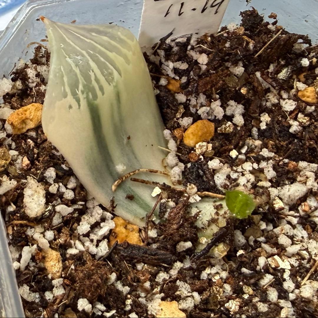 ハオルチア⭐️白蛇伝 葉挿し⭐️ 発根済み、美品、すくすく成長中！