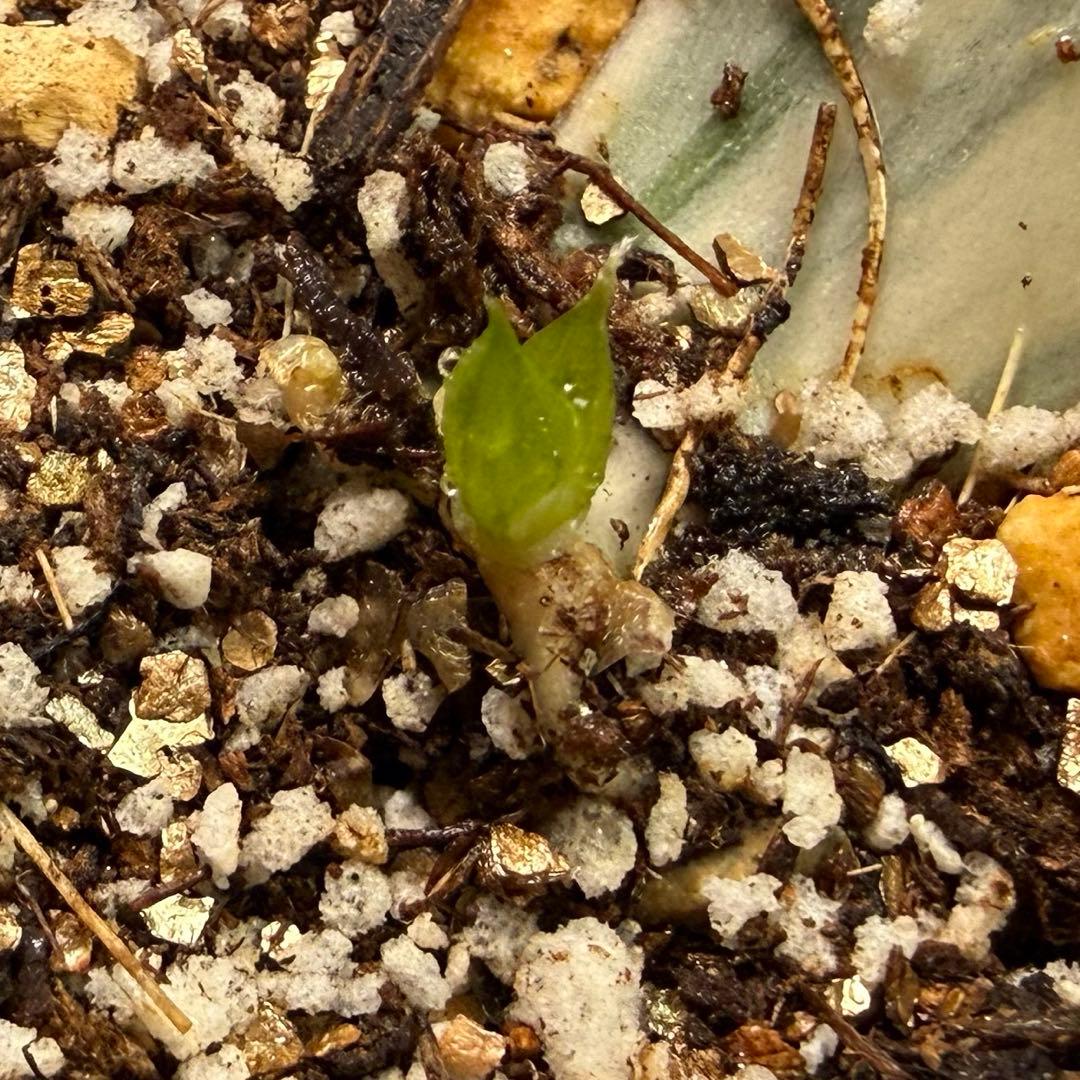 ハオルチア⭐️白蛇伝 葉挿し⭐️ 発根済み、美品、すくすく成長中！