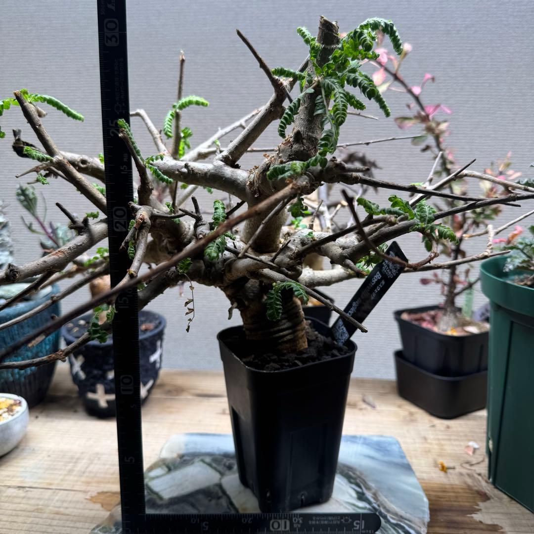 c*2様 ボスウェリア ネグレクタ 大型 発根済み 現地球