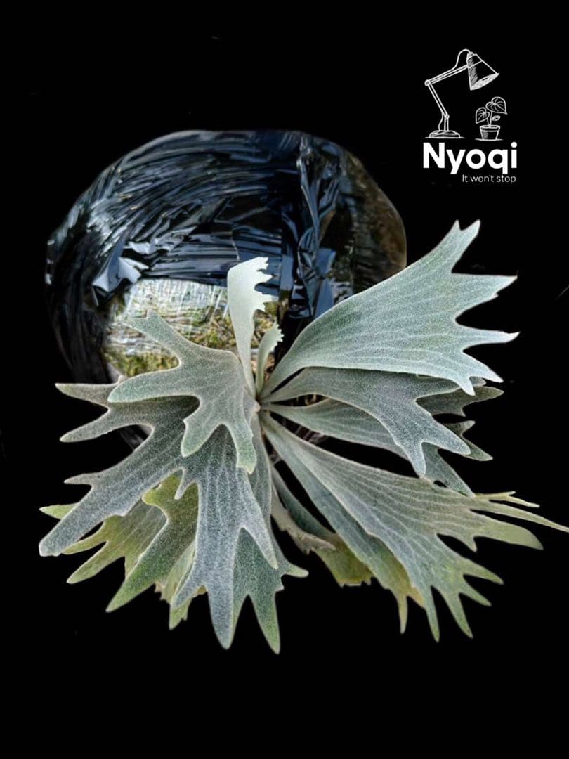 P. Willinckii Spur(TC) 【14】 - メルカリ