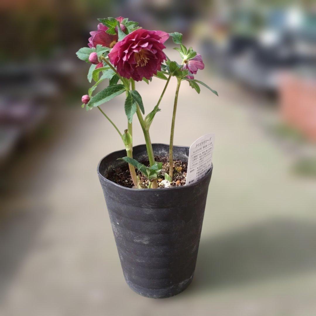 広瀬園芸✨レッド✨多弁✨クリスマスローズ✨ソレイユ花粉くっつけまし