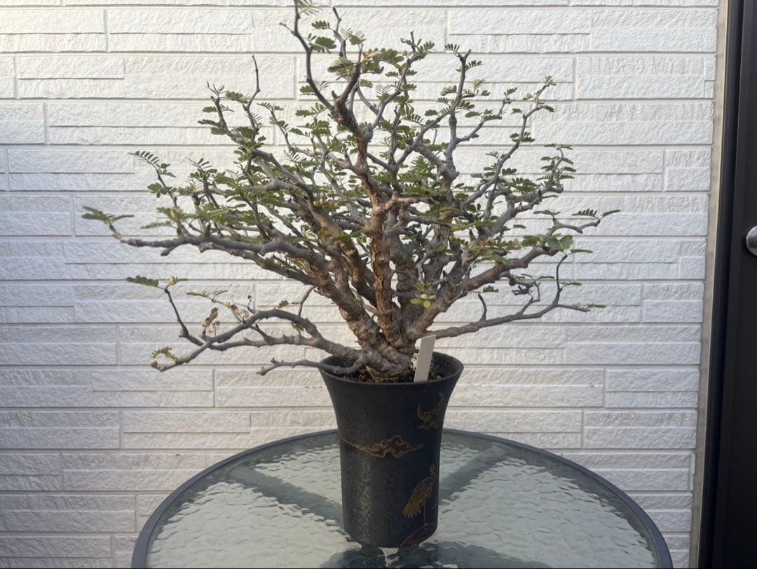 センナメリディオナリス