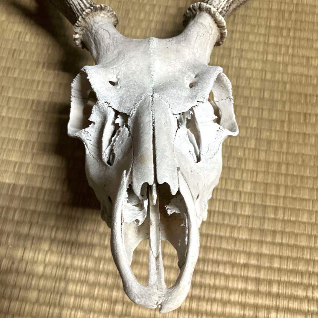 鹿の角　スカル　シカのツノ