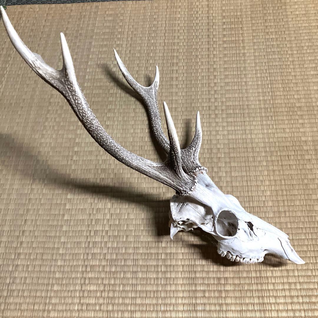 鹿の角　スカル　シカのツノ
