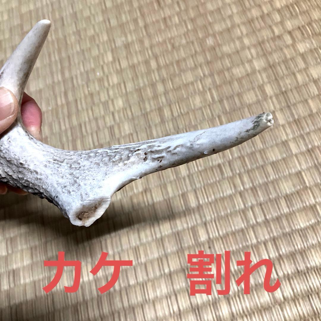 鹿の角　スカル　シカのツノ