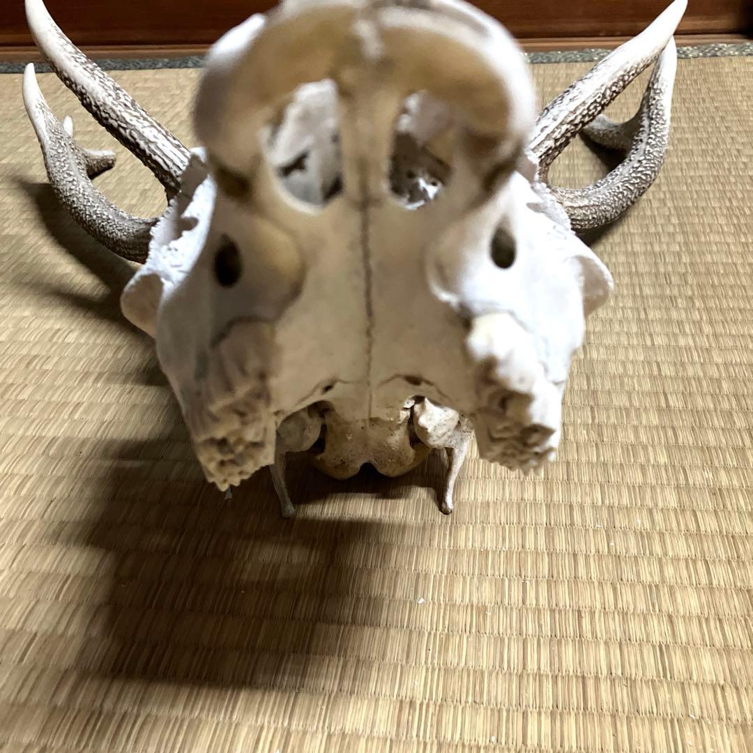 鹿の角　スカル　シカのツノ