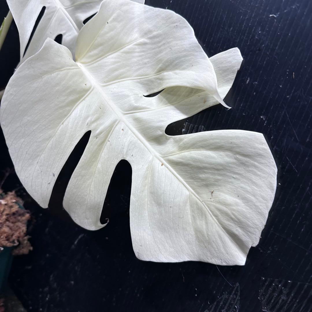 ふ*る様 斑入りモンステラ極上ホワイトタイガーフルムーン4号鉢植え発