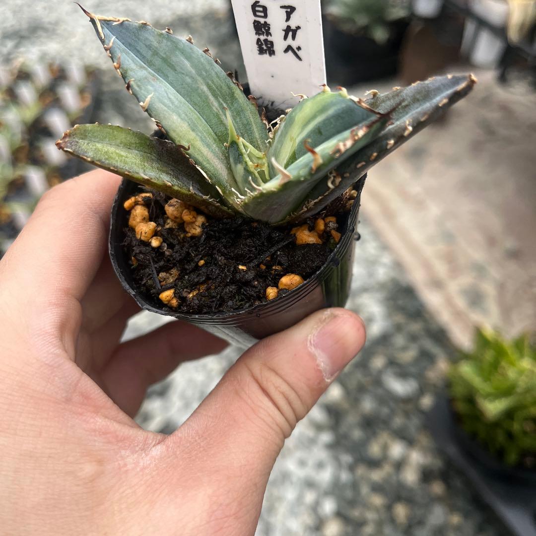 アガベ 白鯨錦斑入り抜き苗発送 - メルカリ