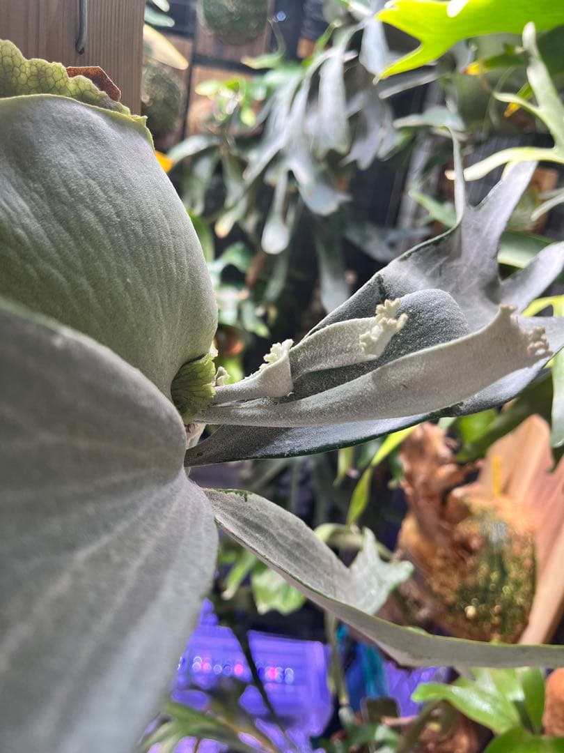 ビカクシダ　E-1 白ビフ　板付　大株