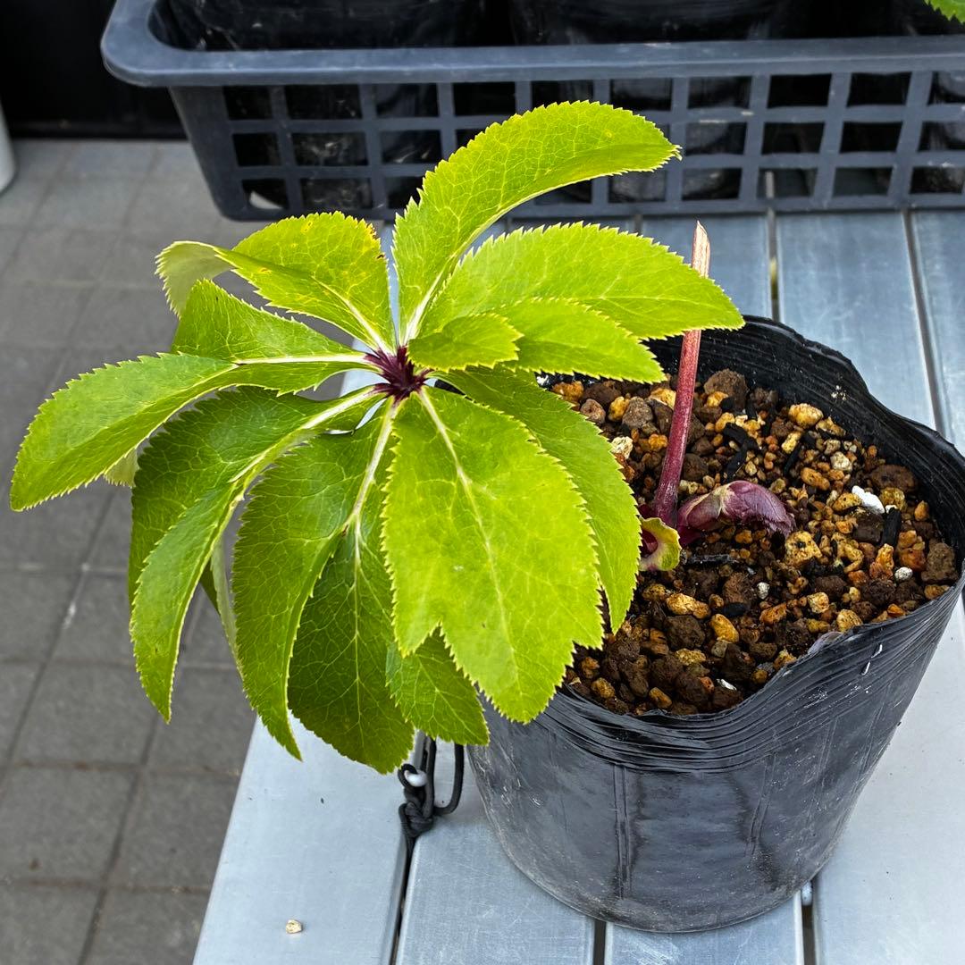 r*o様 3512☘️蕾花付き☘️極上☘️⭐️キラキラ光線⭐️レッド⭐️多花性⭐