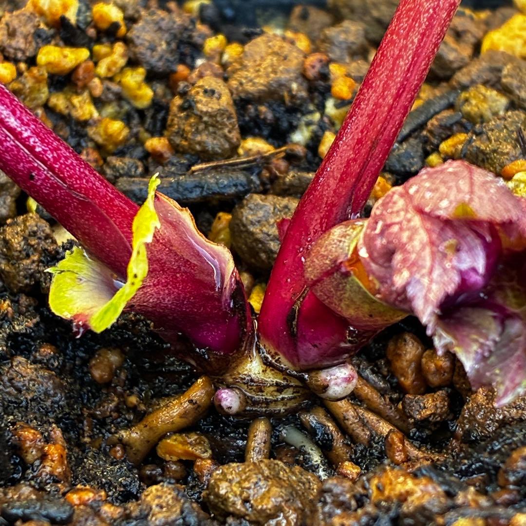 r*o様 3512☘️蕾花付き☘️極上☘️⭐️キラキラ光線⭐️レッド⭐️多花性⭐