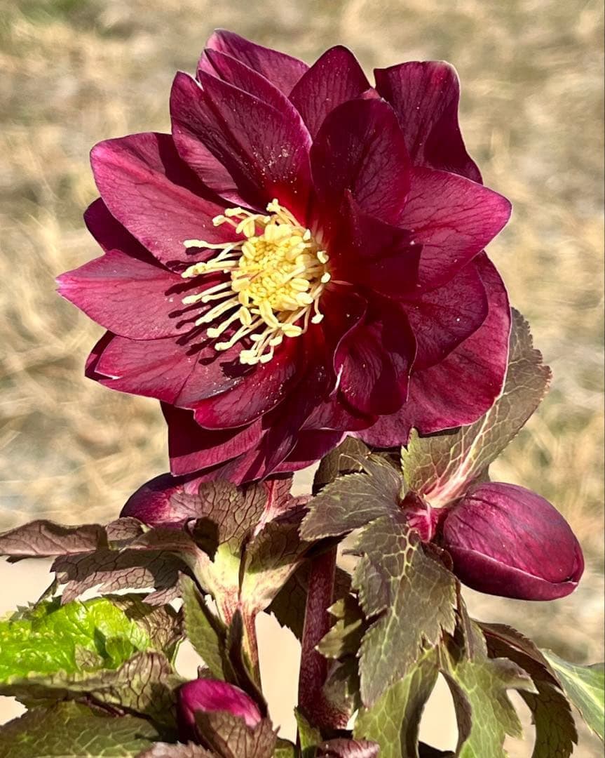 r*o様 3512☘️蕾花付き☘️極上☘️⭐️キラキラ光線⭐️レッド⭐️多花性⭐