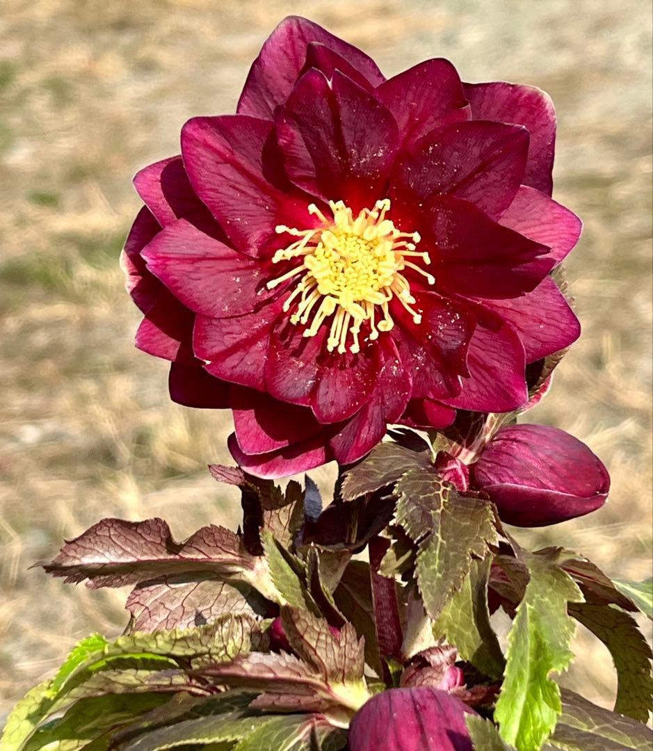 r*o様 3512☘️蕾花付き☘️極上☘️⭐️キラキラ光線⭐️レッド⭐️多花性⭐