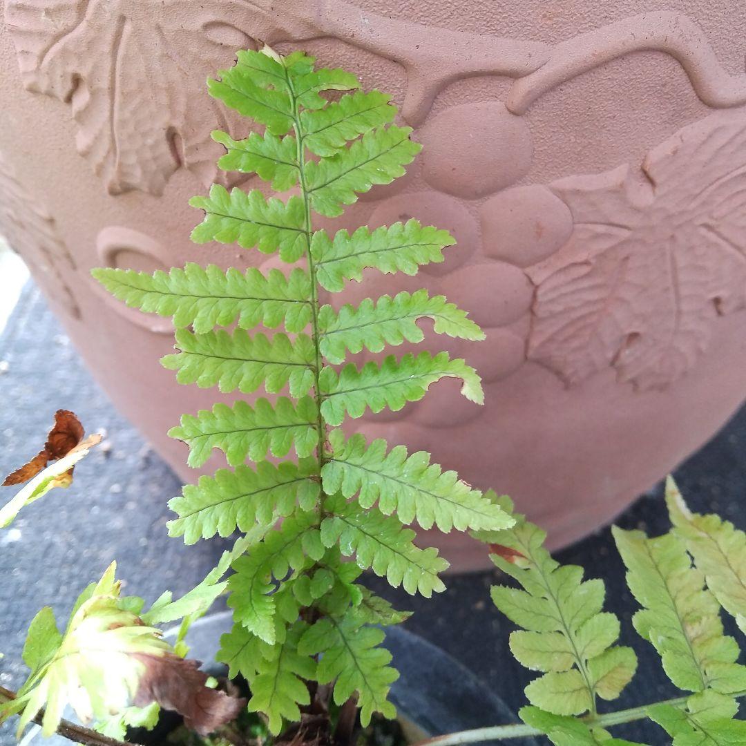 ワケアリ 中⑭ 品種不明シダ