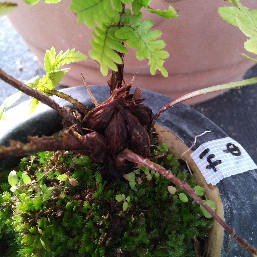 ワケアリ 中⑭ 品種不明シダ