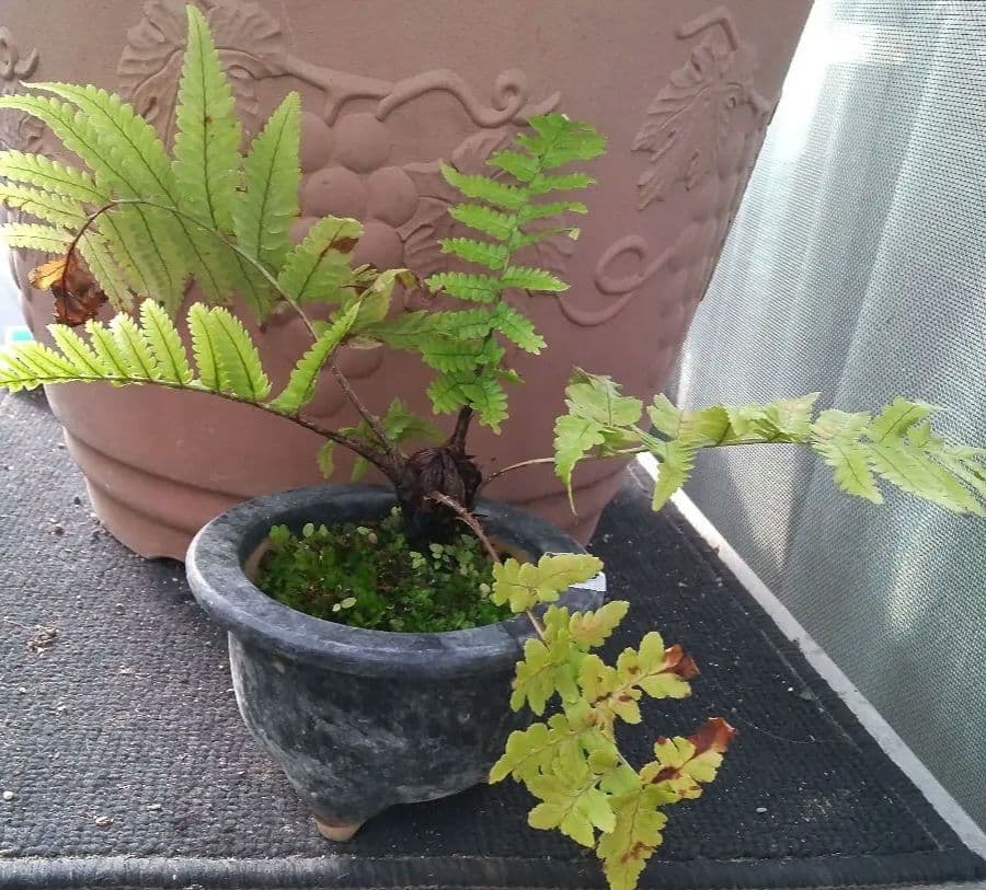 ワケアリ 中⑭ 品種不明シダ