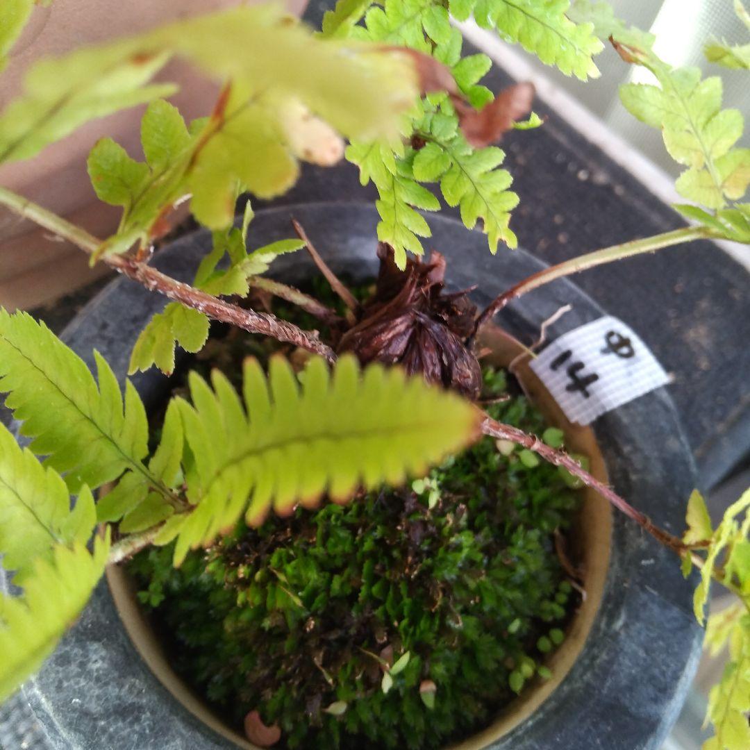 ワケアリ 中⑭ 品種不明シダ