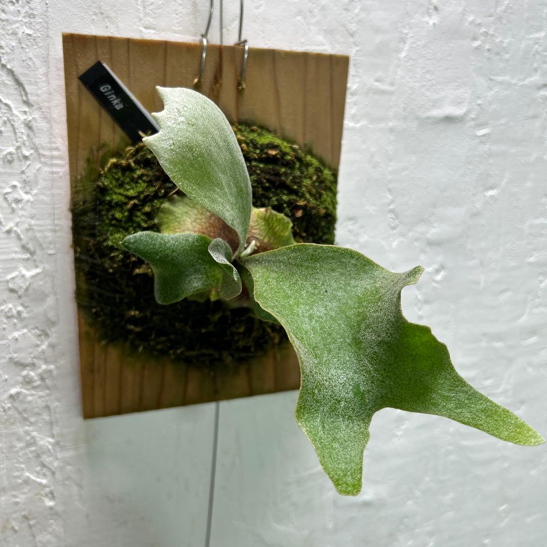 Ginka original pup ビカクシダ