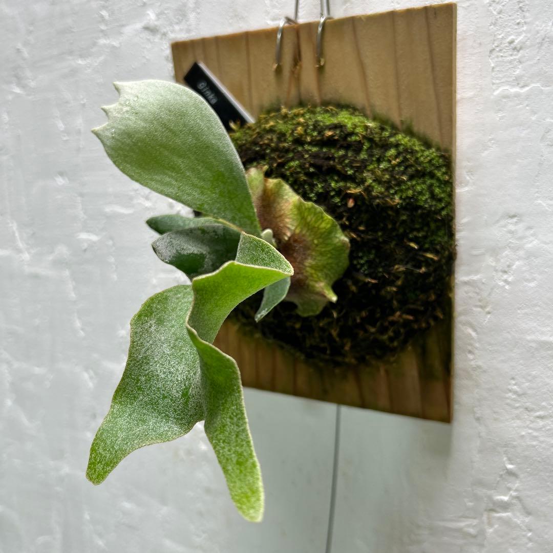 Ginka original pup ビカクシダ