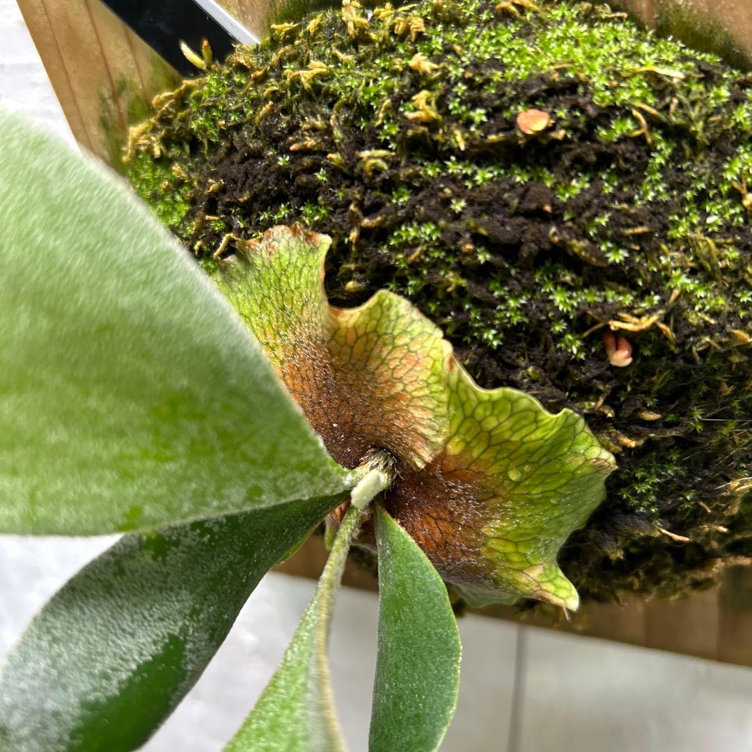 Ginka original pup ビカクシダ