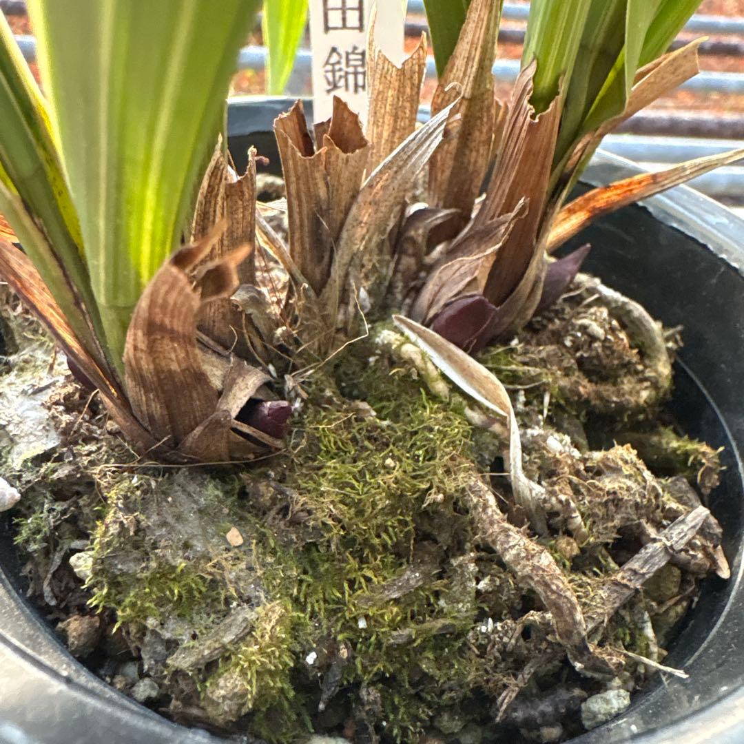 キンリョウヘン原種　花芽計8付き