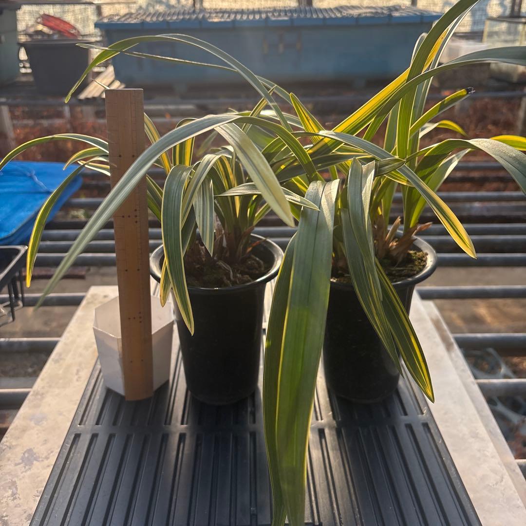 キンリョウヘン原種　花芽計8付き