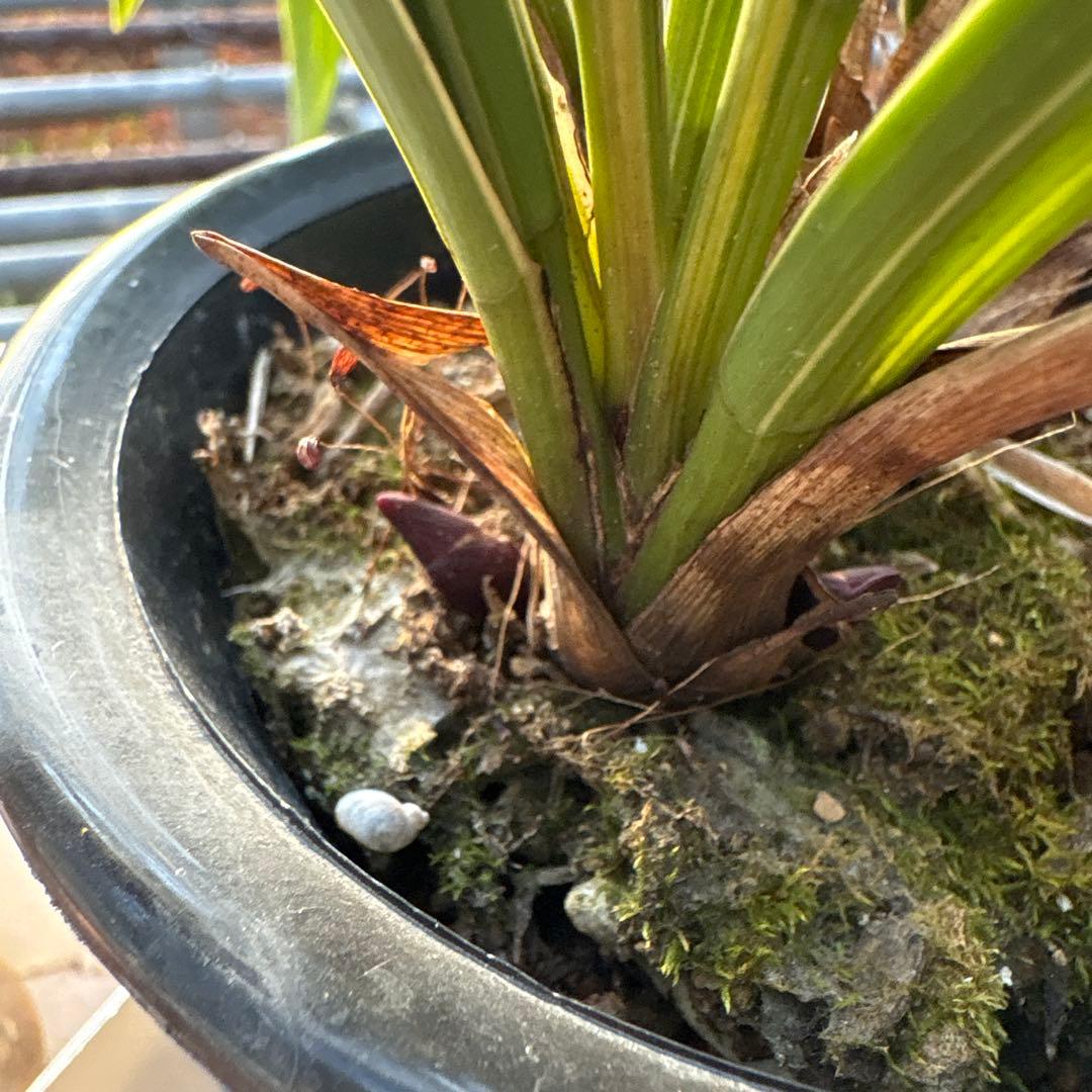 キンリョウヘン原種　花芽計8付き