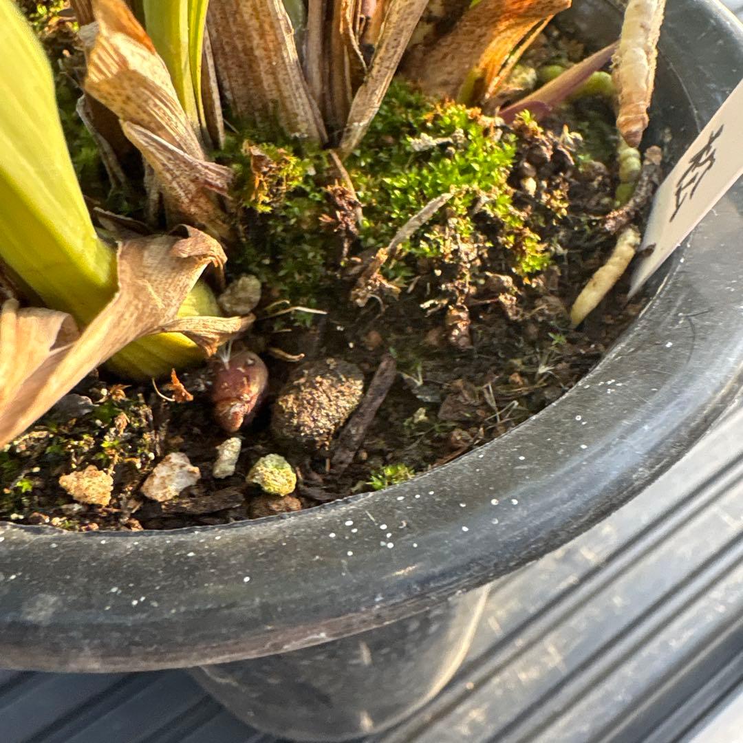 キンリョウヘン原種　花芽計8付き