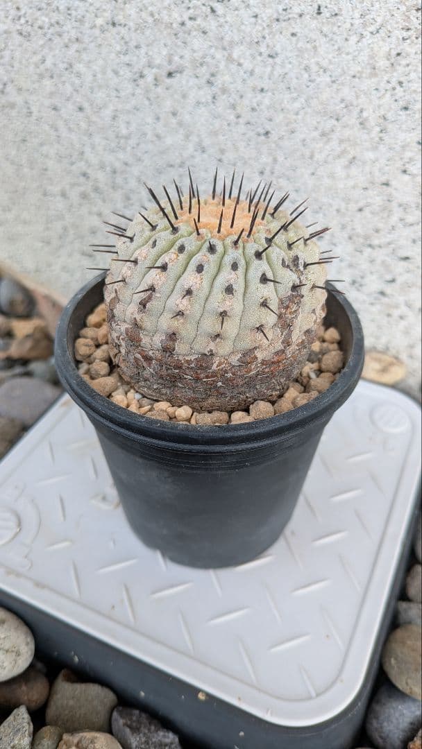 コレクション株！　コピアポア　コルムナアルバ　超美株　発根済！