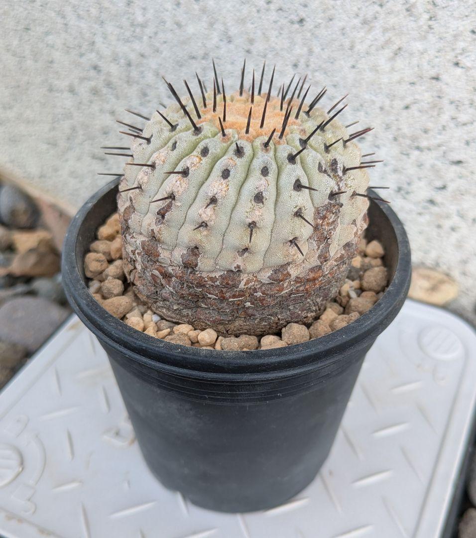 コレクション株！　コピアポア　コルムナアルバ　超美株　発根済！