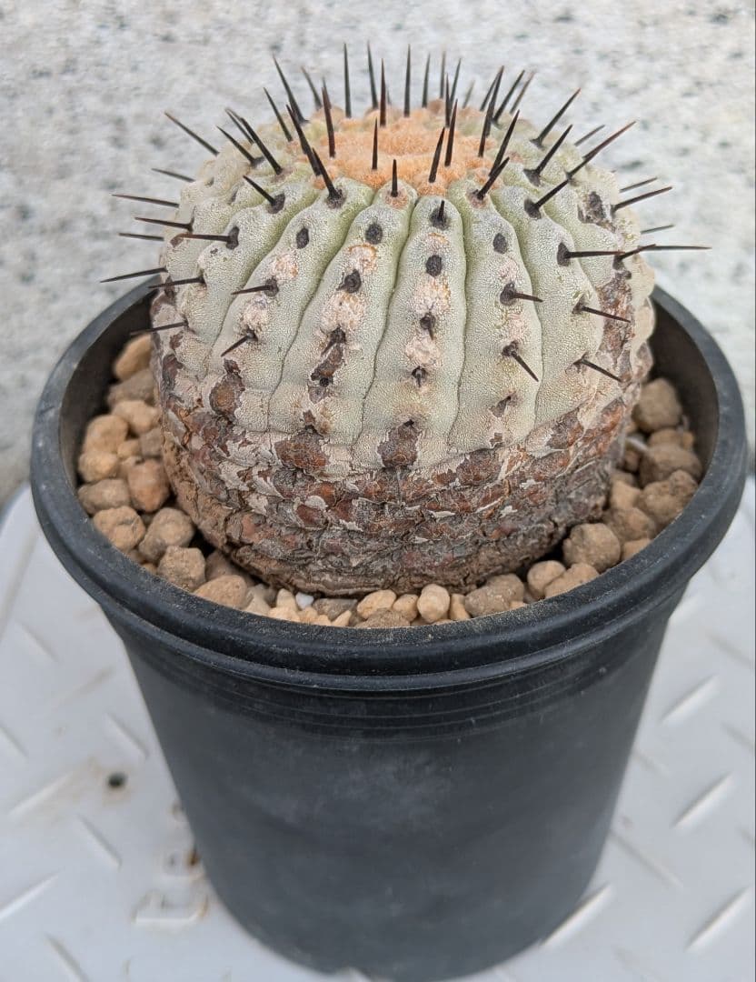 コレクション株！　コピアポア　コルムナアルバ　超美株　発根済！