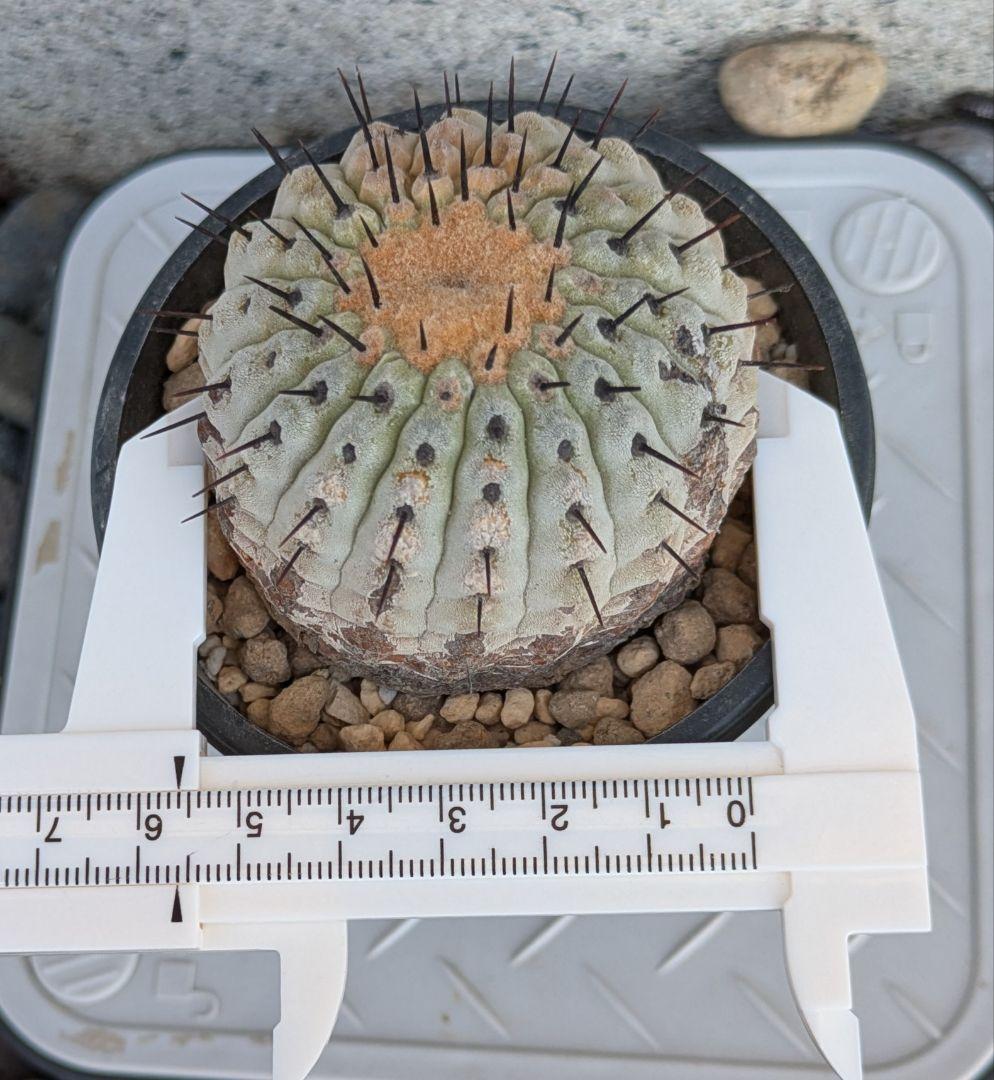 コレクション株！　コピアポア　コルムナアルバ　超美株　発根済！