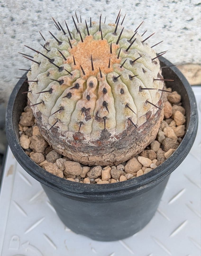 コレクション株！　コピアポア　コルムナアルバ　超美株　発根済！