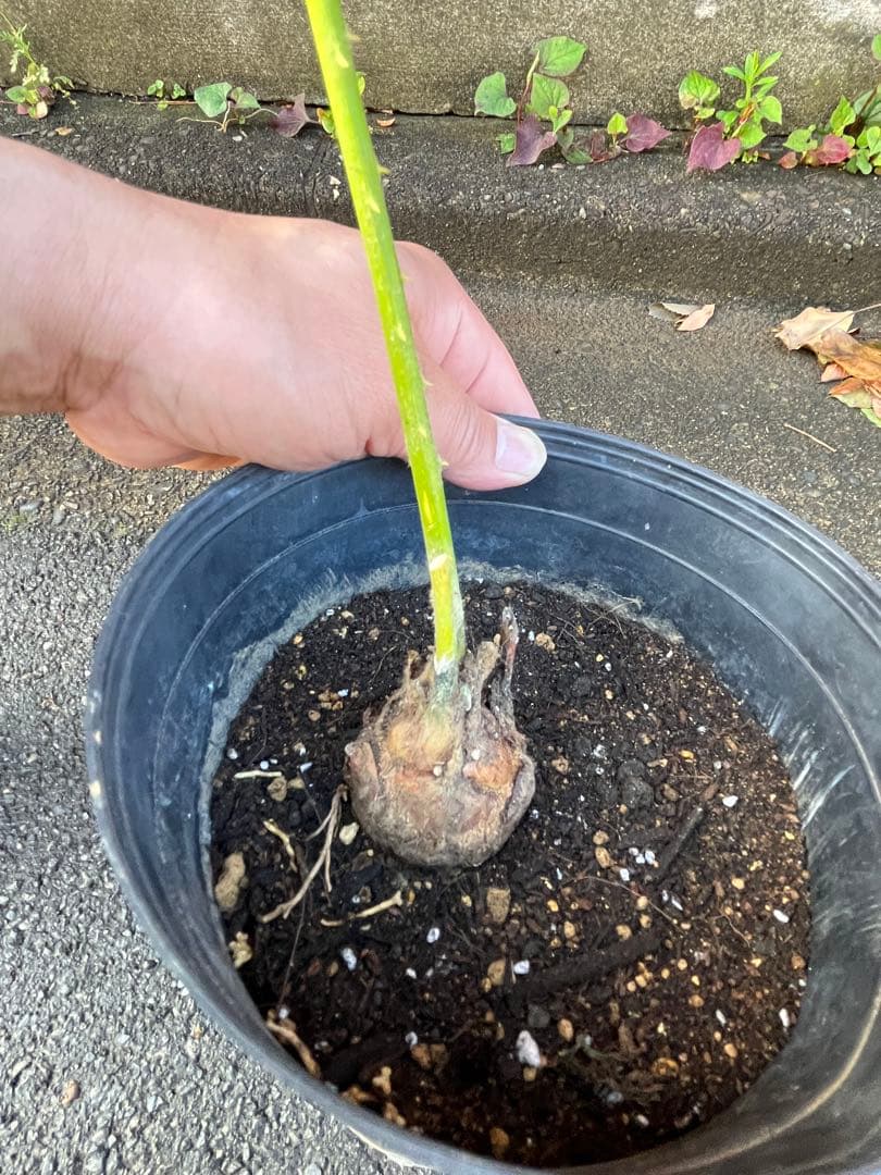 タイシルバー　希少種　サイカス ソテツ　シアメンシス　蘇鉄