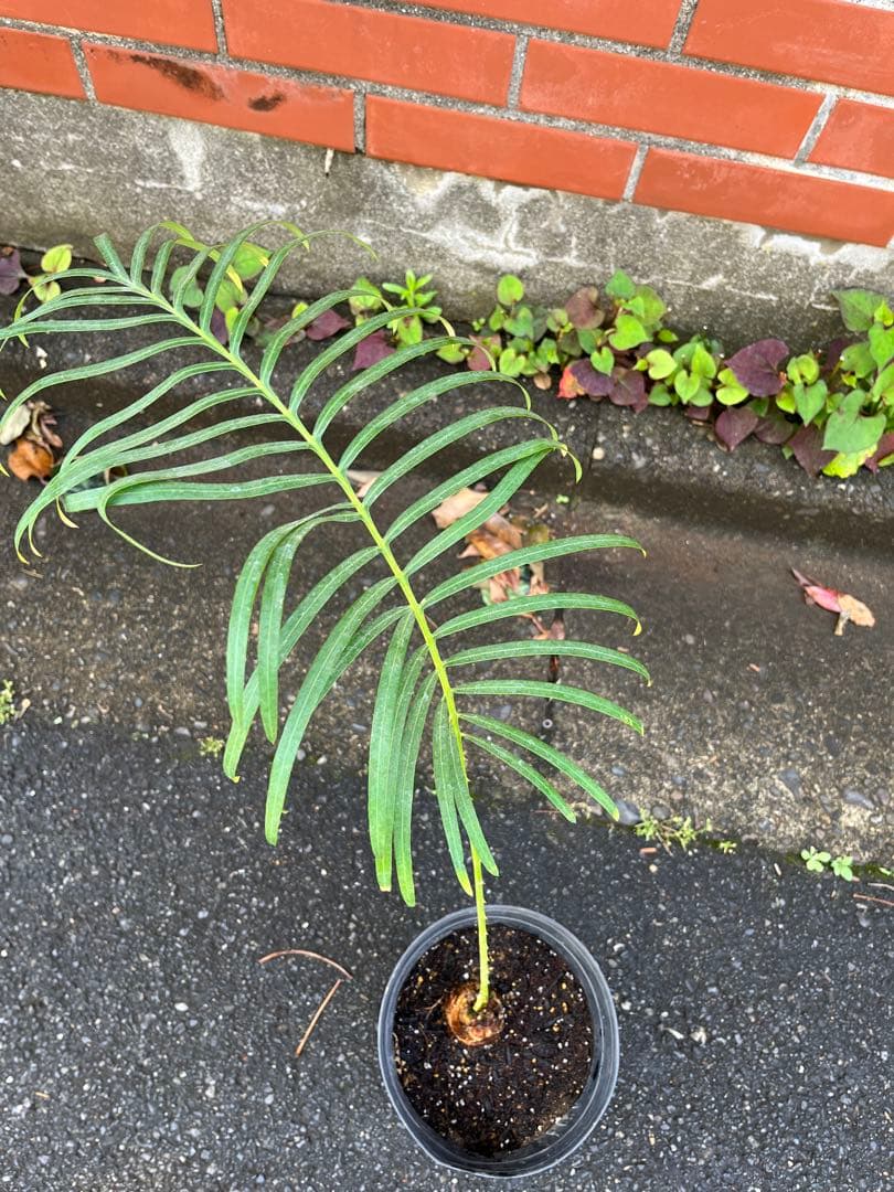 タイシルバー　希少種　サイカス ソテツ　シアメンシス　蘇鉄