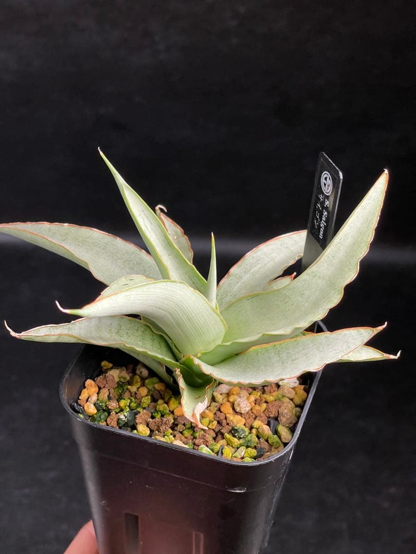 EMP サンセベリア Saigon / 最後の写真が成長株です SA354