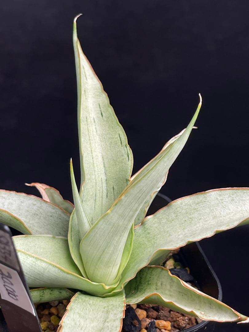 EMP サンセベリア Saigon / 最後の写真が成長株です SA354
