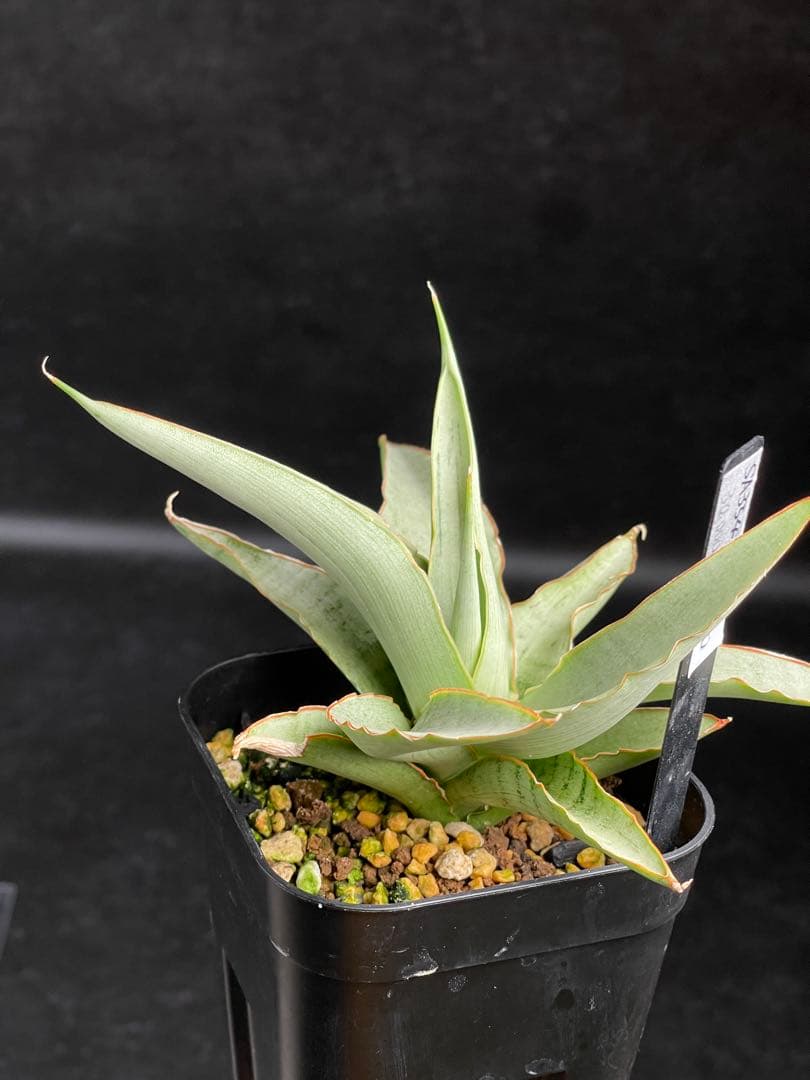 EMP サンセベリア Saigon / 最後の写真が成長株です SA354